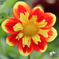 Pooh Dahlia Tuber