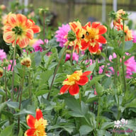 Pooh Dahlia Tuber