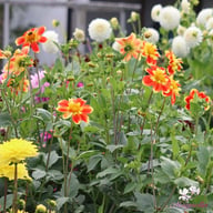 Pooh Dahlia Tuber