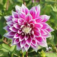 Prämie 18 Dahlia Knöl