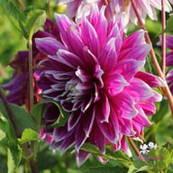 Prämie 18 Dahlia Knöl