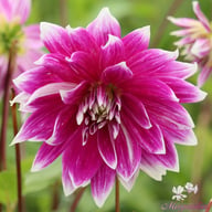 Prämie 18 Dahlia Knöl