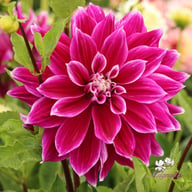 Prämie 18 Dahlia Knöl