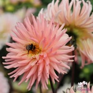 Préférence Dahlia Tuber