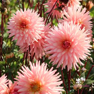 Préférence Dahlia Tuber