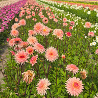 Préférence Dahlia Tuber