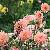 Préférence Dahlia Tuber