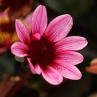 Pretty Woman Dahlia Knöl
