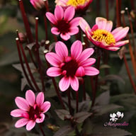 Pretty Woman Dahlia Knöl