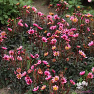 Pretty Woman Dahlia Knöl