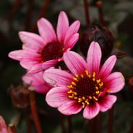 Pretty Woman Dahlia Knöl