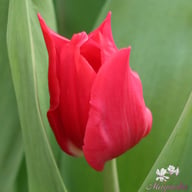 Pretty Woman Tulip Bulbs