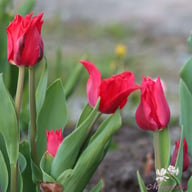 Pretty Woman Tulip Bulbs