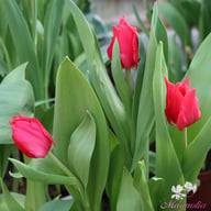 Pretty Woman Tulip Bulbs