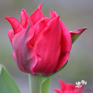 Pretty Woman Tulip Bulbs