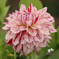 Prince Valiant Dahlia Tuber