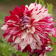 Prince Valiant Dahlia Tuber