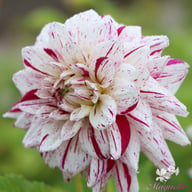 Prince Valiant Dahlia Tuber