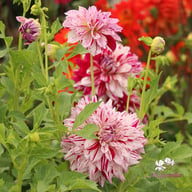 Prince Valiant Dahlia Tuber