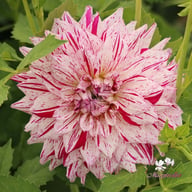 Prince Valiant Dahlia Tuber