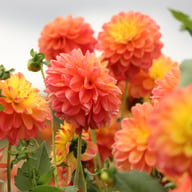 Princess Erika Dahlia Tuber