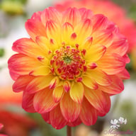 Princess Erika Dahlia Tuber