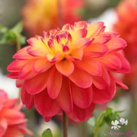 Princess Erika Dahlia Tuber