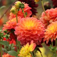 Princess Erika Dahlia Tuber