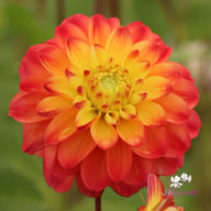 Princess Erika Dahlia Tuber