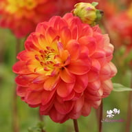 Princess Erika Dahlia Tuber