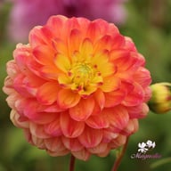Princess Erika Dahlia Tuber