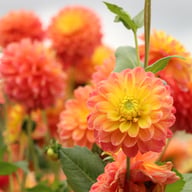 Princess Erika Dahlia Tuber