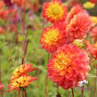 Princess Erika Dahlia Tuber