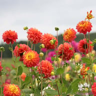 Princess Erika Dahlia Tuber