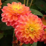 Princess Erika Dahlia Tuber