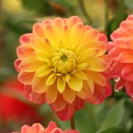 Princess Erika Dahlia Tuber