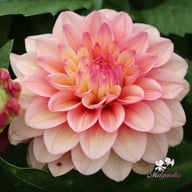 Princess Gracia Dahlia Tuber