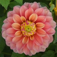 Princess Gracia Dahlia Tuber