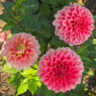 Princess Gracia Dahlia Tuber
