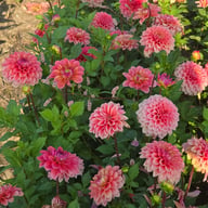 Princess Gracia Dahlia Tuber