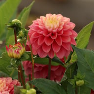 Princess Gracia Dahlia Tuber