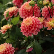 Princess Gracia Dahlia Tuber