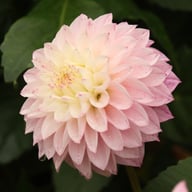 Princess Laetitia Dahlia Knöl