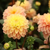 Princesse Elisabeth Dahlia Tuber
