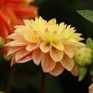 Princesse Elisabeth Dahlia Tuber