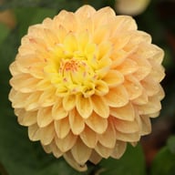 Princesse Elisabeth Dahlia Tuber