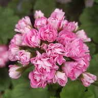 Prinsesse Filippa Pelargon Stickling