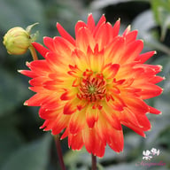 Procyon Dahlia Tuber