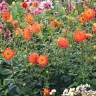 Procyon Dahlia Tuber