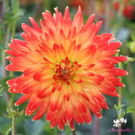 Procyon Dahlia Tuber